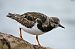 Ruddy Turnstone (Arenaria interpres) © Enrico Carta