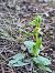 Ophrys forestieri (Ophrys de Forestier) © Christian Fleury