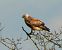 Poiana codabianca (Buteo rufinus) © Andrea Ravagnani