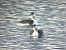 Grèbe esclavon 