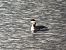 Grèbe esclavon 