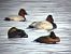Fuligule nyroca 