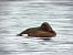 Fuligule nyroca 