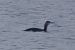 Strolaga minore (Gavia stellata) © Stefano Sava