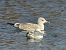 Goéland argenté 