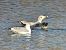Goéland argenté 