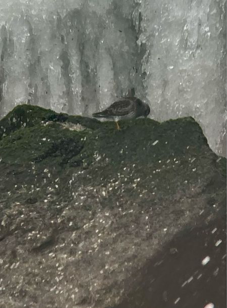 biegus morski  - Krzysztof Lis