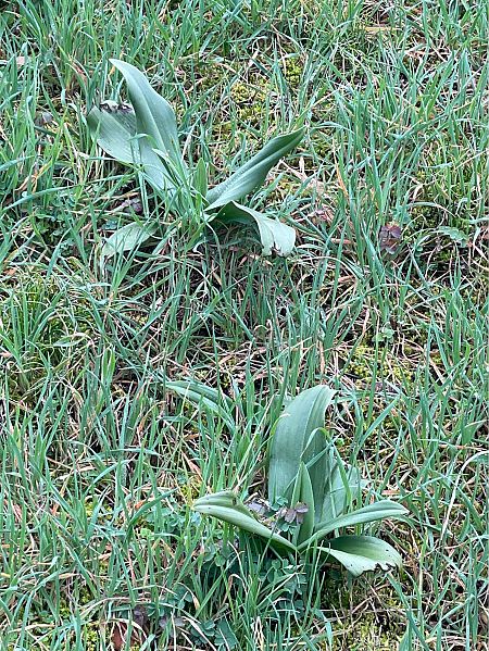 Himantoglossum hircinum  - Olivier Guillemet