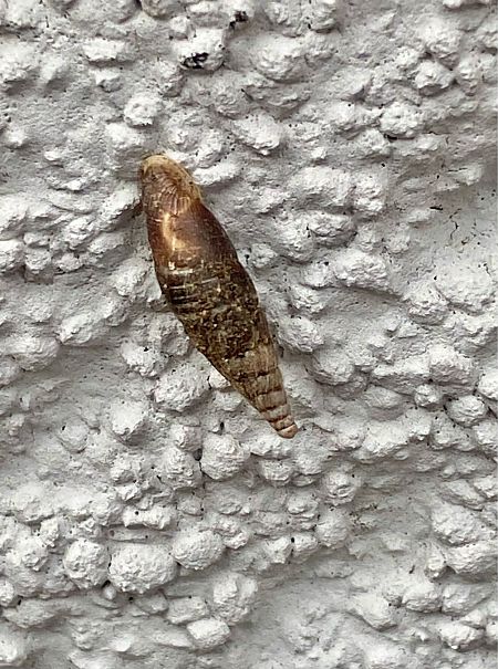 Charpentieria itala  - Maria Rita Gelso