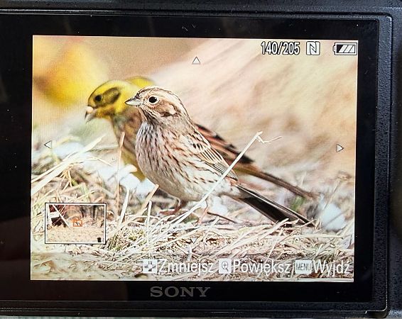 trznadel białogłowy  - Sławomir Dąbrowski