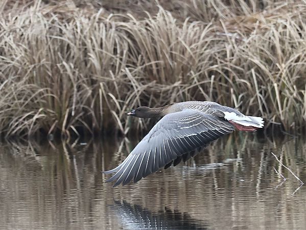 Oie à bec court  - Michael Hafner