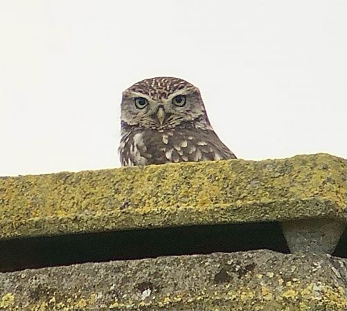 Mussol comú  - Ramon Prat Espelt