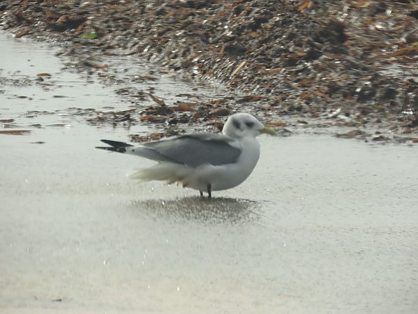 Gabbiano tridattilo  - Giuseppe Mirlocca