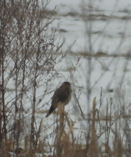 drzemlik  - Marcin Kownacki