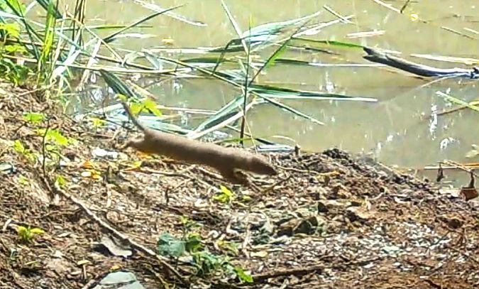 Mostela  - Albert Subirà