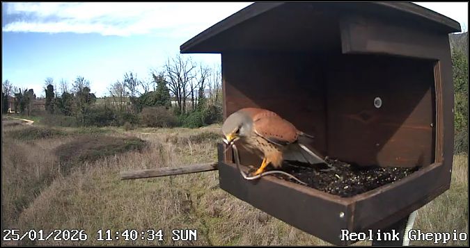 Gheppio  - Giuseppe Di Lieto