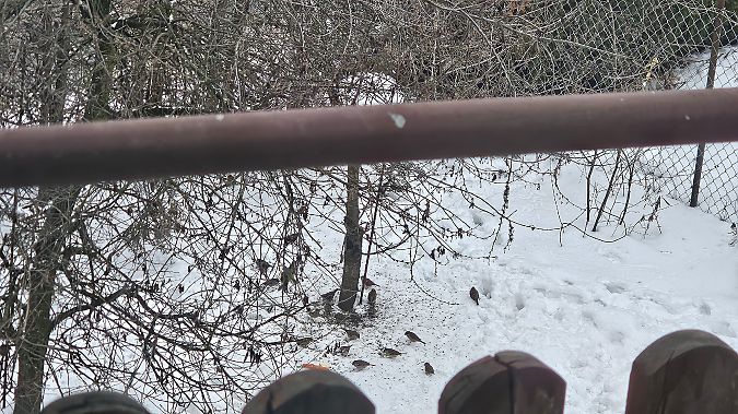 wróbel  - Anna Kamilewicz-Wicik