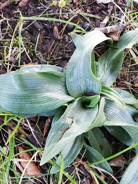 Ophrys apifera  - Laurent Fourneret