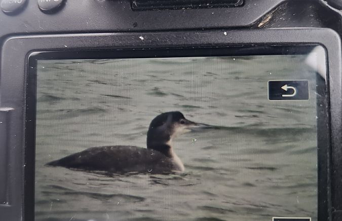 Plongeon imbrin  - Bartłomiej Sułkowski