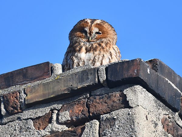 Waldkauz  - Paweł Zaniecki
