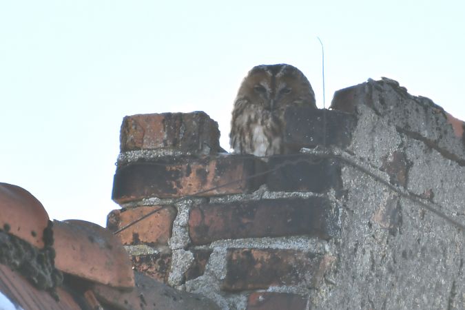 puszczyk  - Paweł Zaniecki