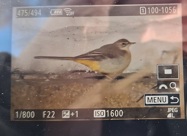 pliszka górska  - Tomasz Doroń