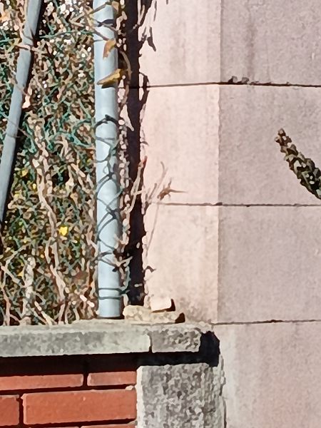 Lucertola muraiola  - Tiziano Fiorenza (FVG)