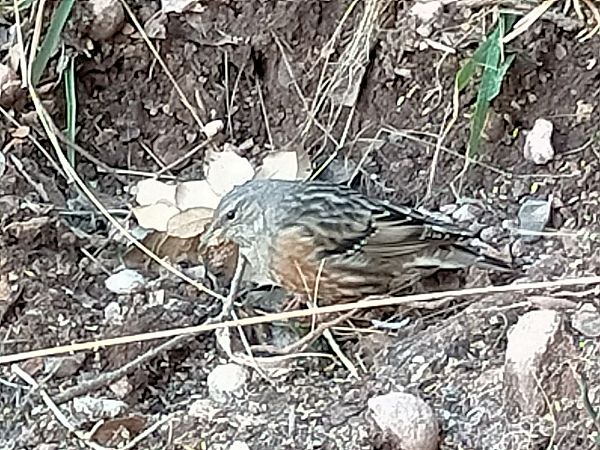 Cercavores  - Jordi Ponce