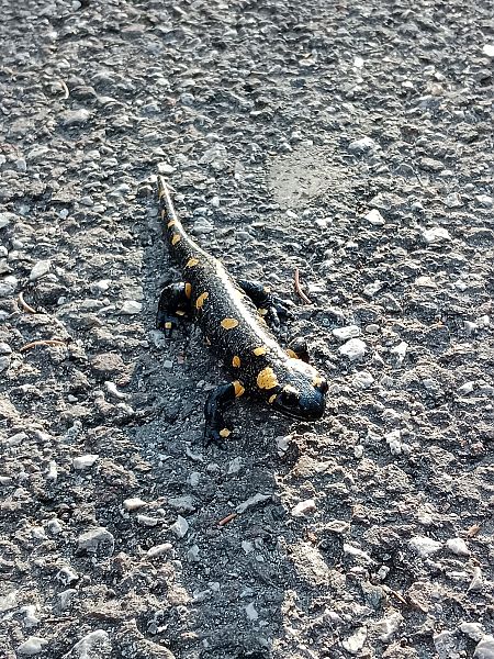 Salamandra pezzata  - Stephanie Jud