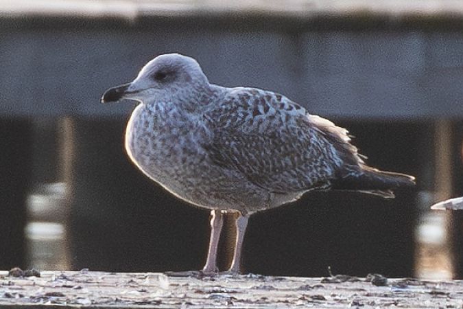 Goéland argenté  - Viehböck Helga