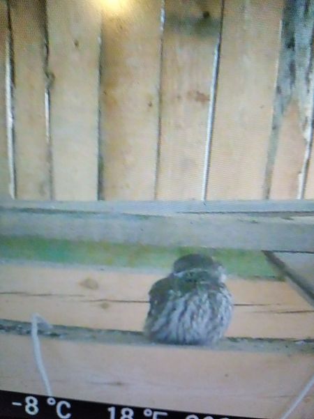 pójdźka  - Andrzej Lipiński