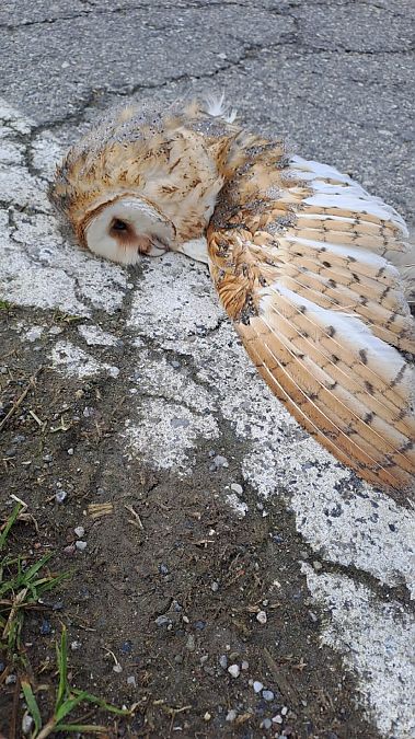 Barbagianni  - Gabriele Romanenghi