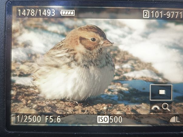 poświerka  - Michał Polakowski
