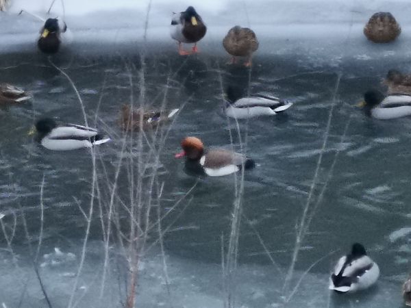 hełmiatka  - Dominik Banach