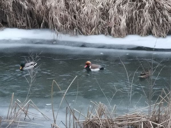 hełmiatka  - Dominik Banach