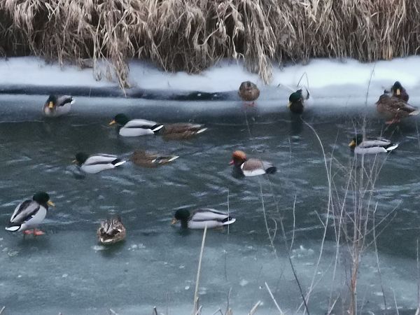 hełmiatka  - Dominik Banach