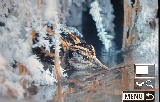 bekasik  - Łukasz Bednarz