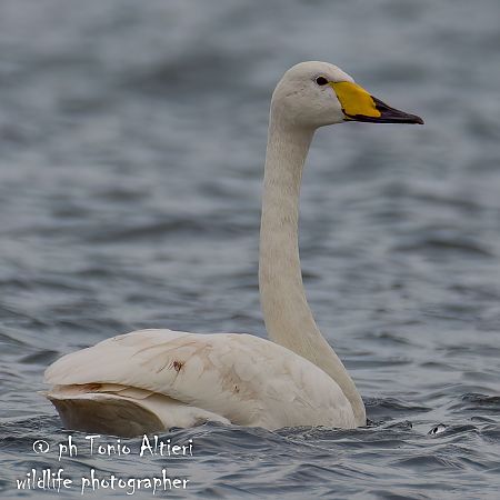 Cigno selvatico  - Vitantonio Altieri