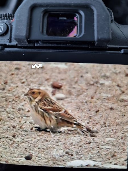 poświerka  - Danek Ouk