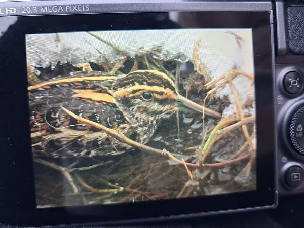 bekasik  - Wojciech Siuda