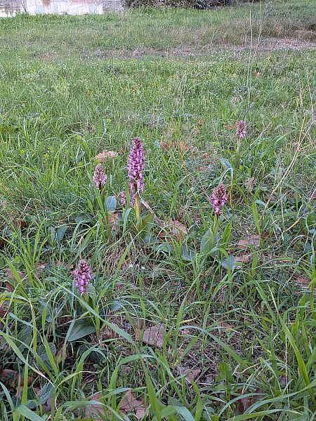 Himantoglossum robertianum  - Patrick Benoit