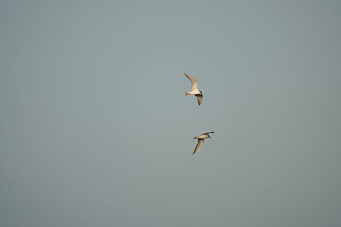 Sterna zampenere  - Mauro Storni