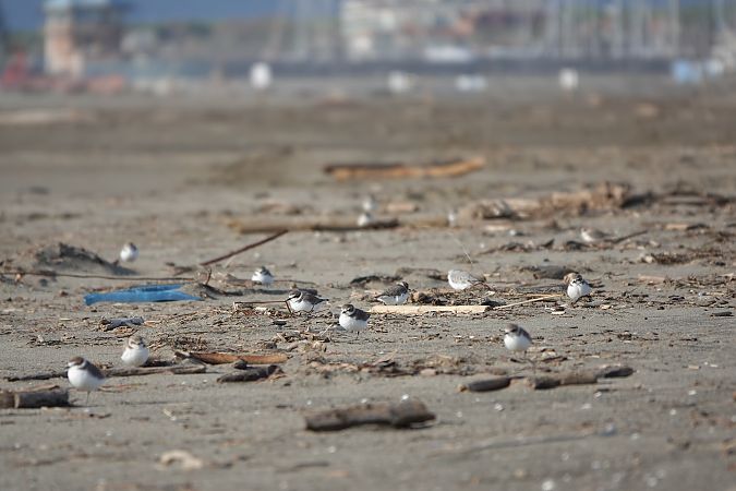 Fratino  - Mauro Storni