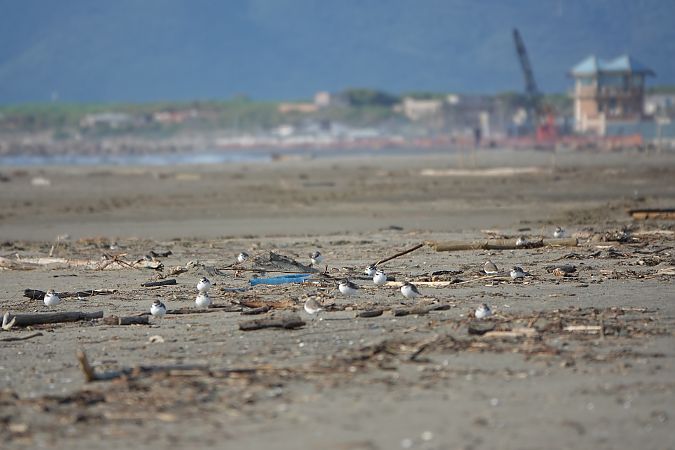 Fratino  - Mauro Storni