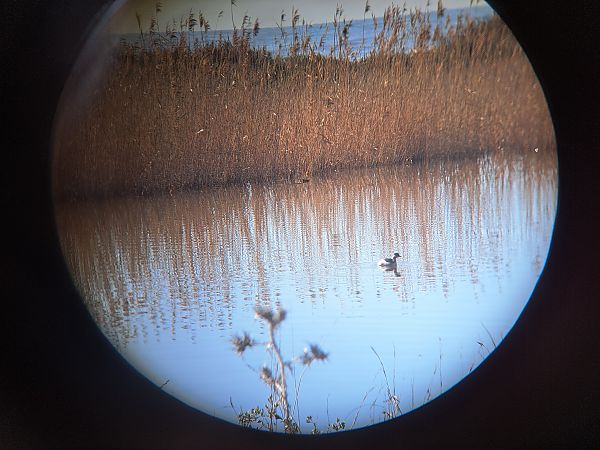 Svasso piccolo  - Donatella Mazzarani