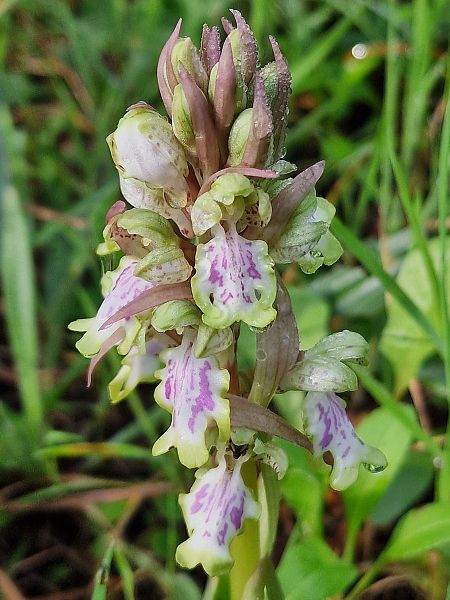 Himantoglossum robertianum  - Diane Raibaut