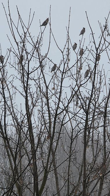 jemiołuszka  - Beata Lubszczyk