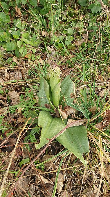 Barlia robertiana  - Vincent Gaget