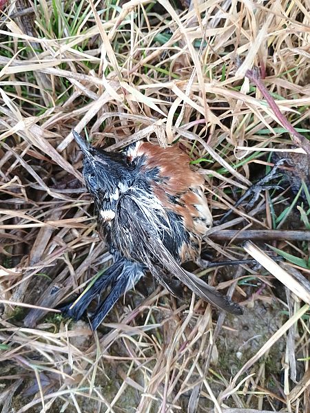 Saltimpalo comune  - Alexandra Cfr Mareschi (FVG)