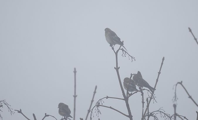 Berghänfling  - Katarzyna Szałas